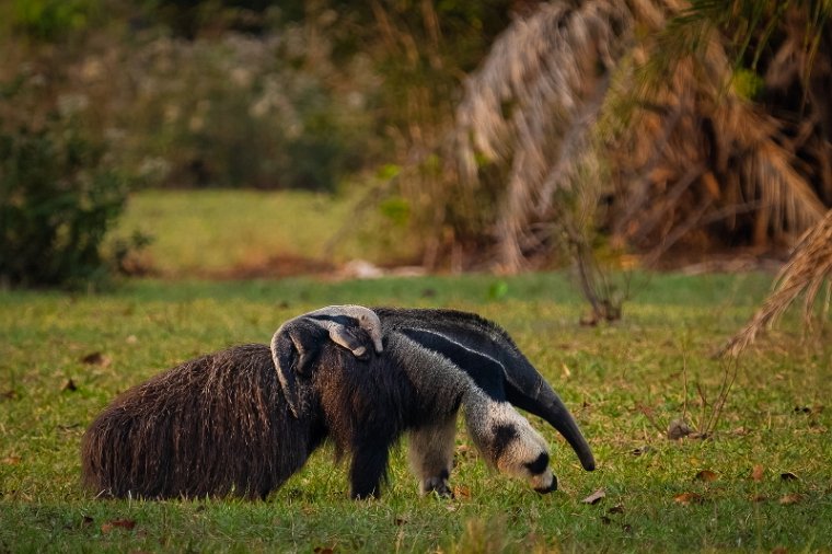 106 Zuid Pantanal, reuzenmiereneter.jpg